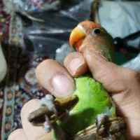 طوطی برزیلی گم شده سبز