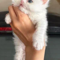 گربه پرشین ماده