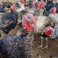 کارگر ساده برای پرورش بوقلمون