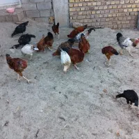 مرغ وخروس