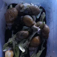 حلزون آچاتینا 15 سانتی و ۲ ساله