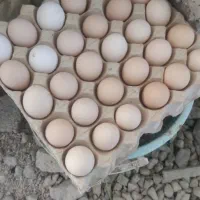 تخم مرغ محلی15