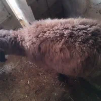 میش