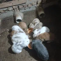 ۱۰تا خرگوش لوپ|موش و خرگوش|ملک‌آباد, |دیوار