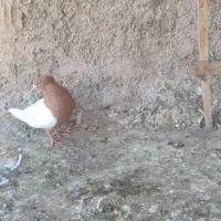 ماده سرو ته زرد بدون خال به شرط