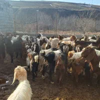 بزجوان|حیوانات مزرعه|گرمخان, |دیوار