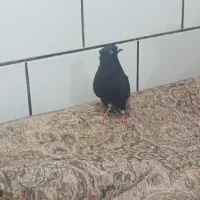 سوسنگرد خیابان طالقانی شمالی