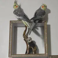 عروس هلندی جفت باقفس|پرنده|شیراز, قلعه نو|دیوار