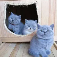 گربه های خانگی سالم و ناز