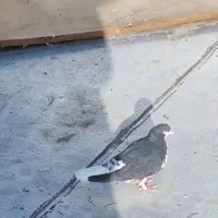 تعداد 20تا کفتر 3تا ماده بقیه نر