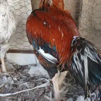مرغ لاری خروس لاری|حیوانات مزرعه|شیراز, قلعه نو|دیوار