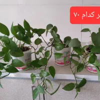 فروش گل طبیعی