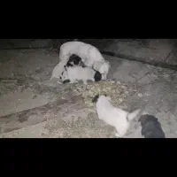 توله سگ پاکوتاه|سگ|هشتگرد, تهران دشت|دیوار