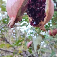 انار سیاه دانه