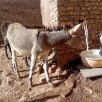 خراروم|حیوانات مزرعه|نیشابور, شهرکهنه|دیوار