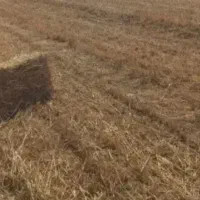 فروش کاه کلش