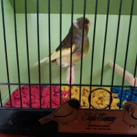 قناری گلاستر اورجینال