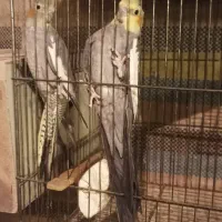 عروس هلندی|پرنده|هریس, |دیوار