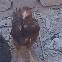 ۳ عدد مرغ محلی|حیوانات مزرعه|خاش, |دیوار