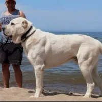 آلابای کائو روسی|سگ|تهران, بوستان سرخه حصار|دیوار