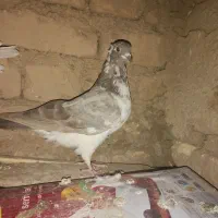 کبوتر زیبا|پرنده|ازنا, |دیوار