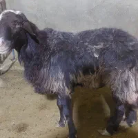 قوچ گوسفند نر|حیوانات مزرعه|شاهدشهر, |دیوار