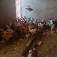 مرغ خروس گوسفند جوجه|حیوانات مزرعه|اصفهان, شهرستان|دیوار