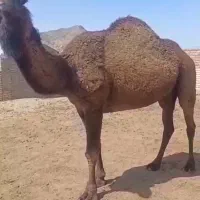 شتر چاق|حیوانات مزرعه|سبزوار, قصبه اب یمین|دیوار