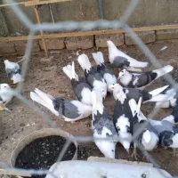 کبوتر گم شده