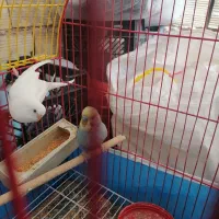 یک جفت فیچر نر و ماده رنگ خاص. یک جفت عروس هلندی