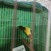 قناری جیبوس|پرنده|کرمان, |دیوار