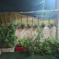 گلهای زیبا . گل و گیاه