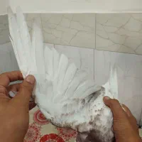 کفتر نر ماده