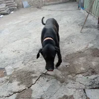سگ پیتبول