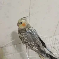 عروس هلندی مرواریدی