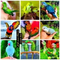 شاه طوطی گرینچیک ملنگو‌‌ راهب لوری سنگال خورشیدی