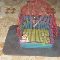 قفس طوطی|لوازم جانبی حیوانات|رشت, گلزاران|دیوار