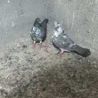 حیوانات|پرنده|بندر ترکمن, |دیوار