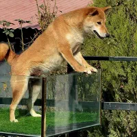 شیبا اینو|سگ|بومهن, |دیوار