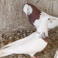 کبوتر ۶تا  طوقی و پروازی و  خارجی