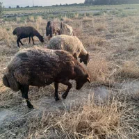 قوچ نژاد هترو