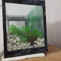 آگواریوم به همراه وسایل جانبی|ماهی|رشت, پیرکلاچای|دیوار