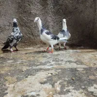 کفتر ابلغ .بزک سینه سفید