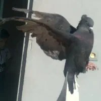 اشعل ماده|پرنده|ایذه, |دیوار