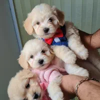 سرپرستی سگ پودل فقط چهار میلیون با تمام لوازم|سگ|تهران, شهرک غرب|دیوار