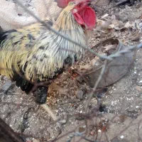 خروس|پرنده|آیسک, |دیوار