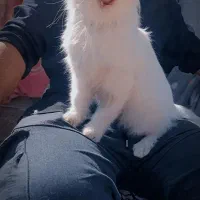 واگذاری پرشین سفید|گربه|نرماشیر, |دیوار