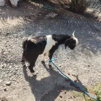 بز نر|حیوانات مزرعه|قلعه گنج, |دیوار