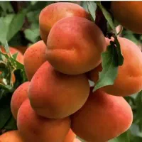قیسی گوغر