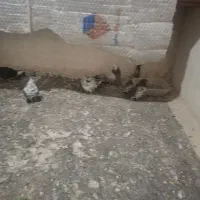 12تا کفتر درجه یک